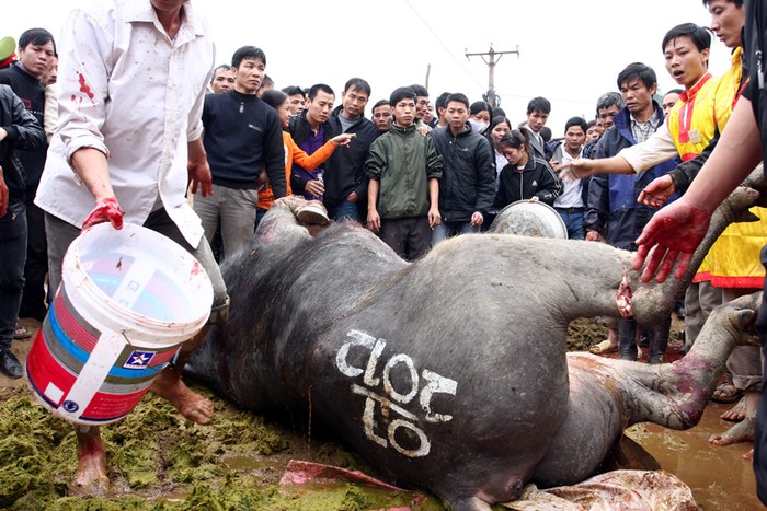 Lễ hội kết thúc, cả trâu thắng và thua đều được giết thịt để cúng tế trời đất, người chủ trâu cũng được chia phần là bộ sừng để làm kỷ vật. Theo quan niệm dân gian những làng nào có "ông cầu" chiến thắng thì năm đó làng gặp nhiều may mắn, mọi người mạnh khỏe, mùa màng phong túc bội thu. Trong ảnh là chú trâu số 07 - nhà vô địch của năm nay đã bị xẻ thịt.